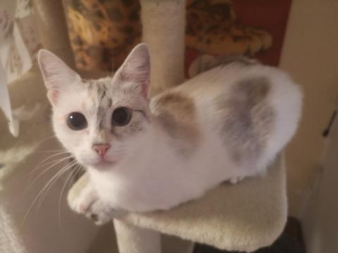 Sindi