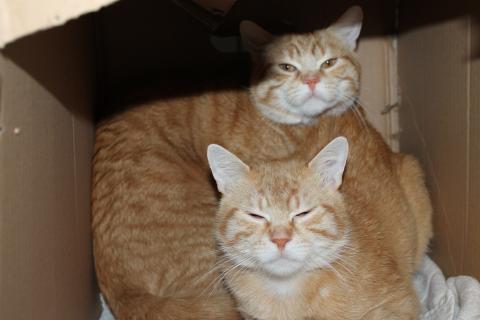 Pumba und Simba