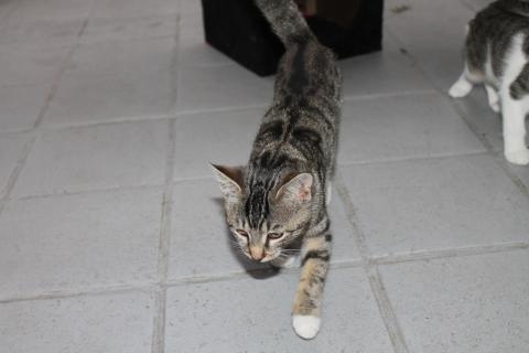 Hubert