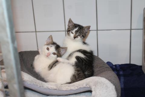 Susi und Strolch