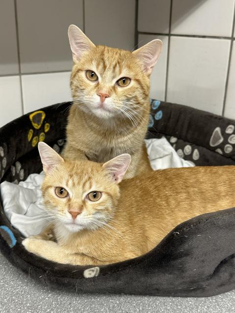 Pumba und Simba