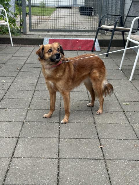Nala