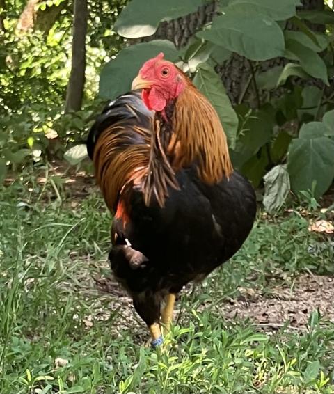 Hahn vermutlich Zwerg-Wyandotte 